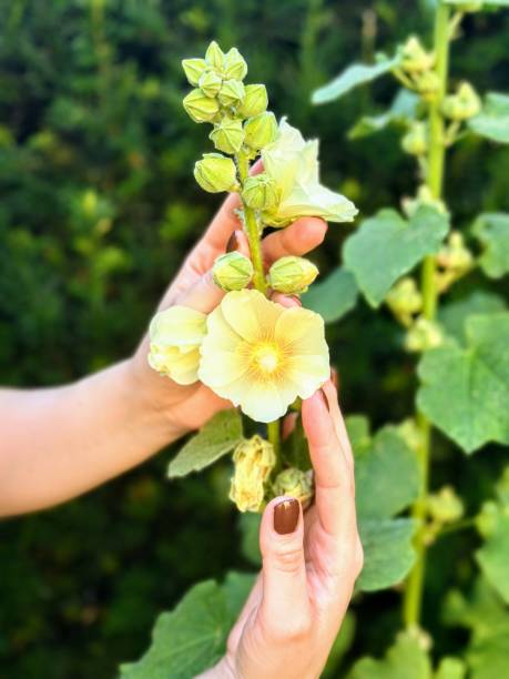 istock Two hands gently holding a yellow flower 2159396911