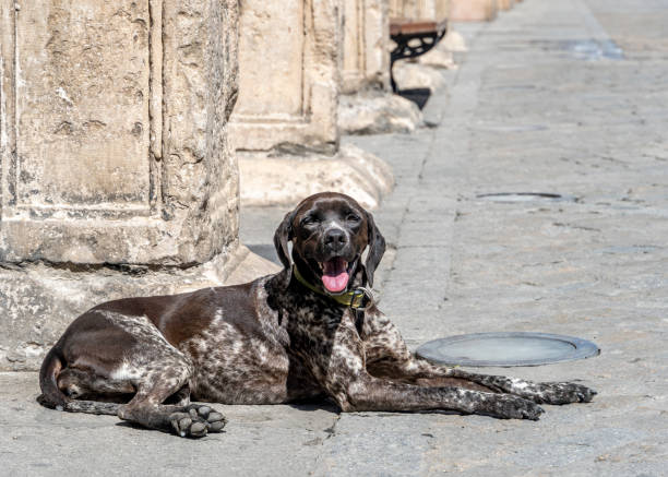 German Brown Shorthaired Pointer resting in the sun ,Hunting dog enjoys a rest - Spain