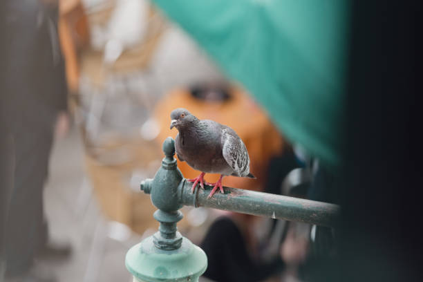 istock Close-up of a pigeon looking into the camera 2159397843