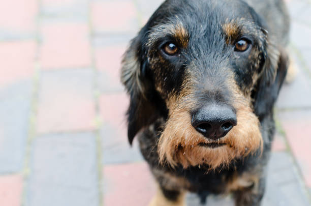 A close up of a dog playing outside