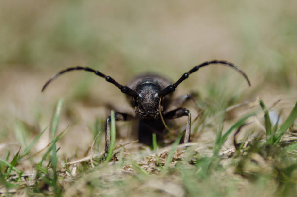 Close-up of a beetle looking into the camera