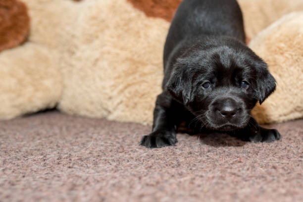 istock Portrait of a labrador puppy 2159397963