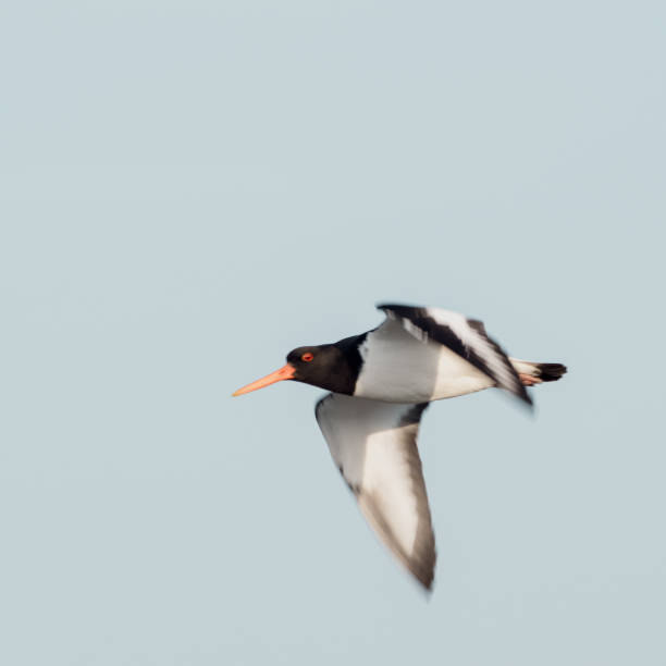 Minimalist side view from below of oystercatcher in flight against a blue sky