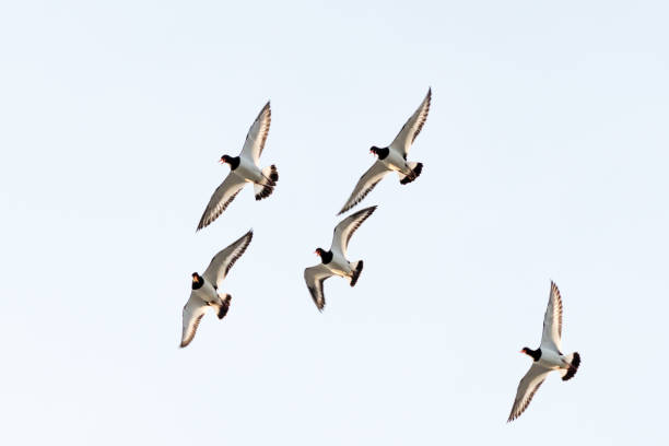 istock Minimalistic view from below of oystercatchers in flight against a bright sky 2159398018