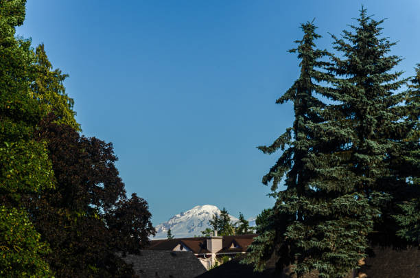 istock Mt. Baker seen from a gap in the pine trees 2159398061
