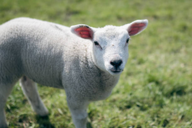 istock Close-up of a young lamb looking into the camera 2159398096
