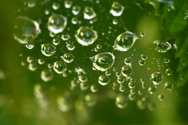 Raindrops on a spider's web built between leaves; macro photography
