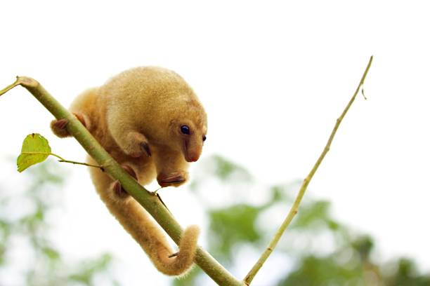 Close up of cute tropical animal