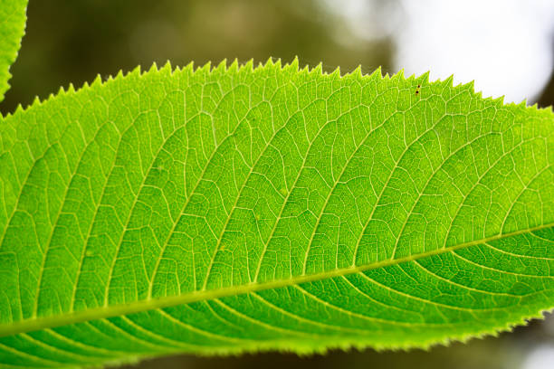 Macro shot of green birch leaf on white background.
