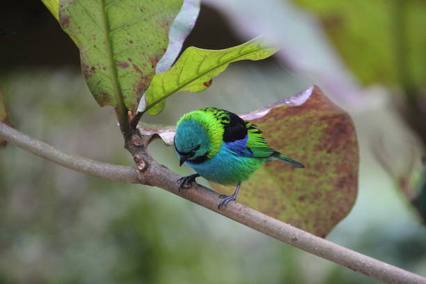 istock seven-colored tanager bird - Tangara seledon 2159399451