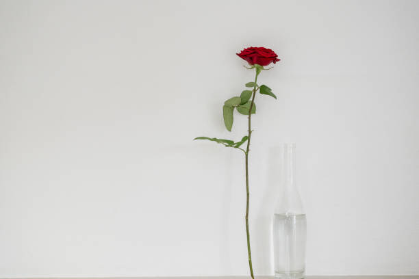 istock minimalist artistic view of a rose with vase 2159400687