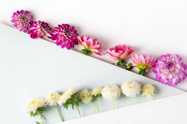 Creative layout made of flowers dahlias. Floral Greeting card. Colorful flower background with space for text. Nature trendy decorative design. Nature concept. Flat lay.