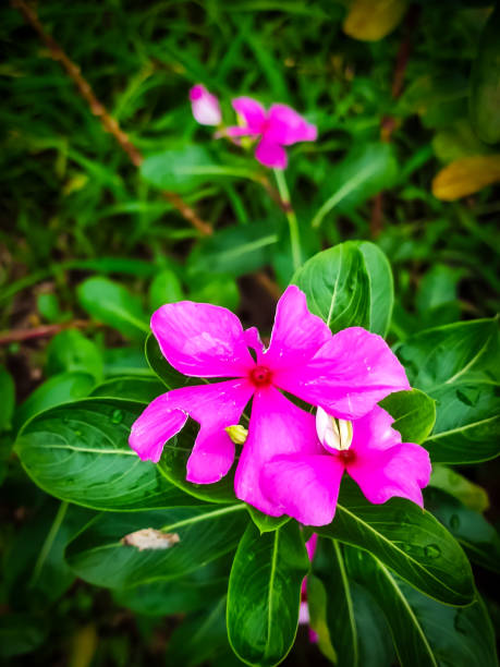 istock Vinca flower or pink Madagascar periwinkle, Catharanthus roseus 2159401072