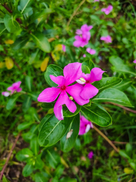 istock Vinca flower or pink Madagascar periwinkle, Catharanthus roseus 2159401087