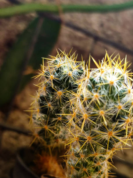 istock Cactus planted in a garden pot 2159401477