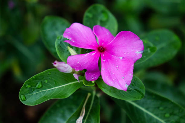 istock Vinca flower or pink Madagascar periwinkle, Catharanthus roseus 2159401572