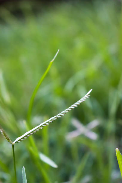 Phyllanthus niruri, herb plant that grew in the farm field