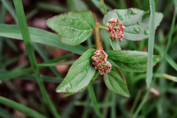 istock Euphorbia hirta, farm field weed 2159401589