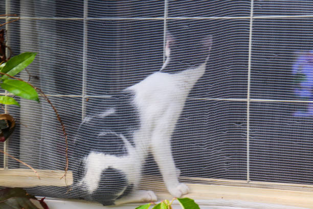 Tuxedo kitten in the window indoors