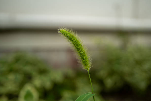 Material of a single green foxtail blooming in a park