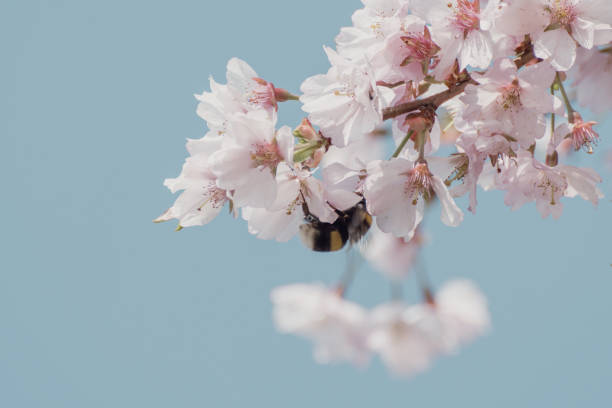 Close-up of blossoming cherry tree branches with bee against blue sky