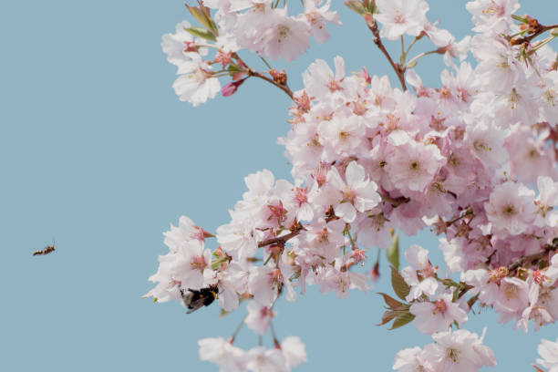 Close-up of blossoming cherry tree branches with bee against blue sky