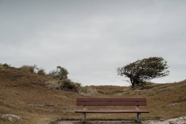 Bench and wind-swept bush in a barren North German dune landscape