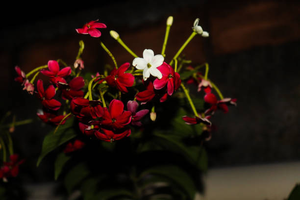 Quisqualis Indica flower, Rangoon vine