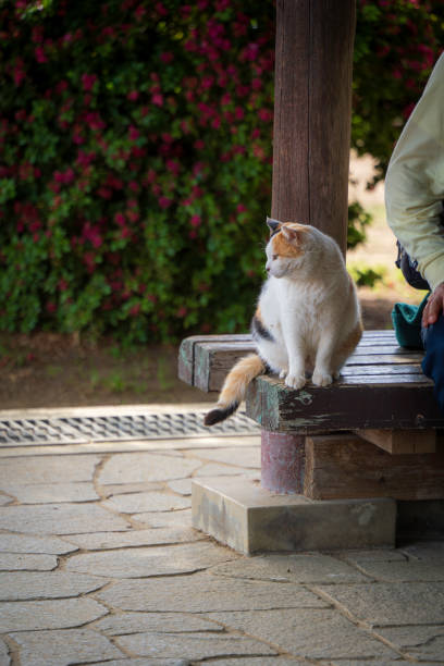 istock Calico cat in the park 2159405250