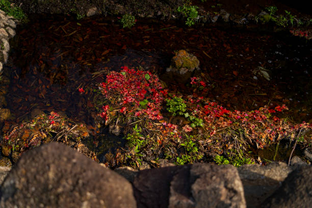 Many fallen azalea flowers over a lawn