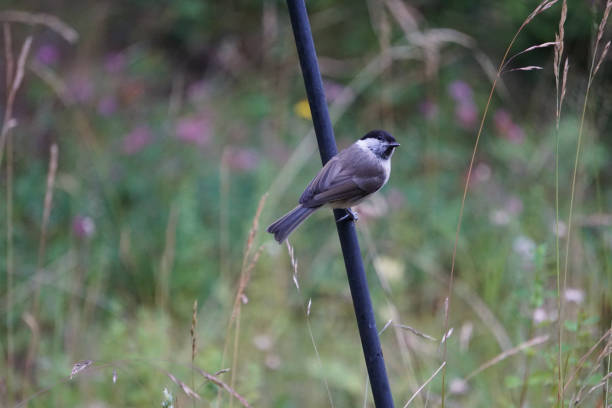 istock Close up of a small bird 2159405604