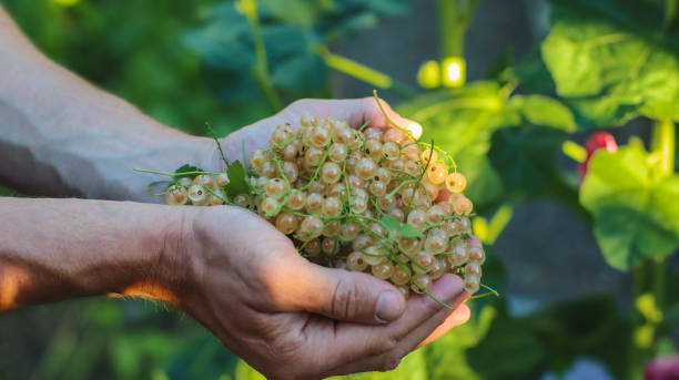 Close-up of white currants in your hands