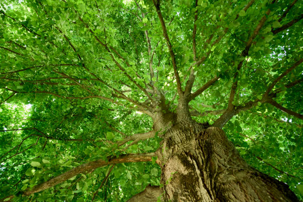 A tree surrounded by lush green foliage, reaching towards the sky