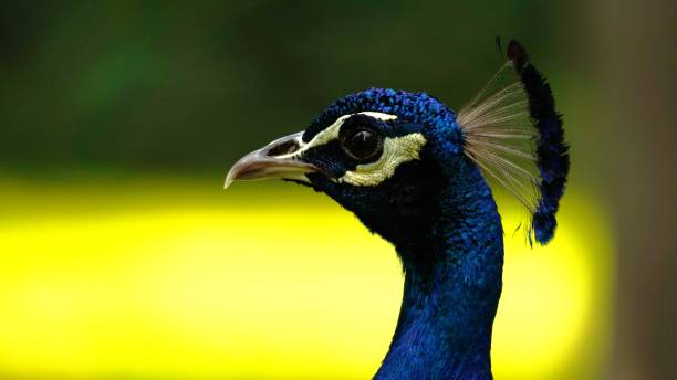 istock beautiful peacock portrait photo 2159407948