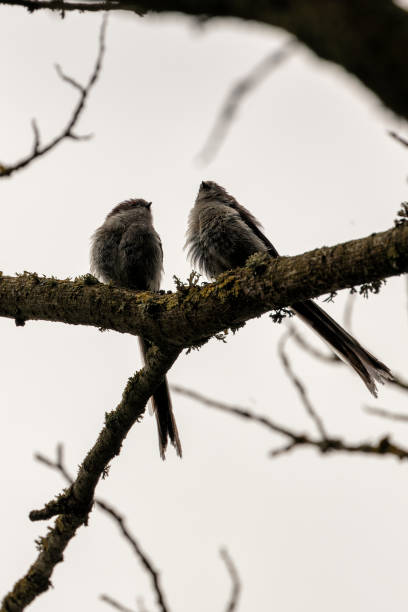 Long-tailed Tit (Aegithalos caudatus) - Commonly Found in Europe and Asia