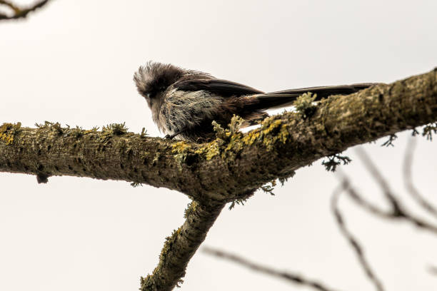 istock Long-tailed Tit (Aegithalos caudatus) - Commonly Found in Europe and Asia 2159408882