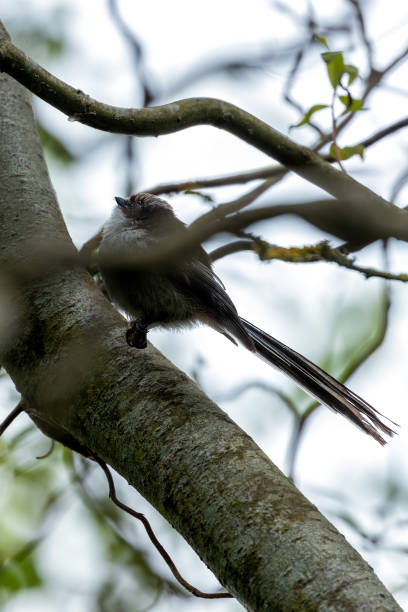 istock Long-tailed Tit (Aegithalos caudatus) - Commonly Found in Europe and Asia 2159408883