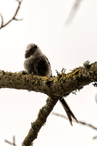 Long-tailed Tit (Aegithalos caudatus) - Commonly Found in Europe and Asia