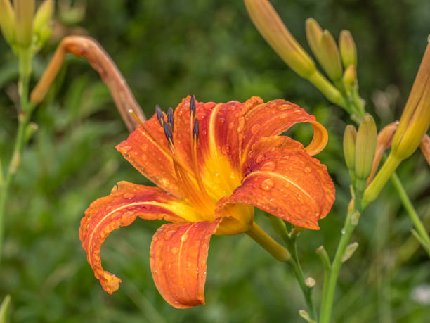 istock Orange daylily flowers in blossom 2159413046