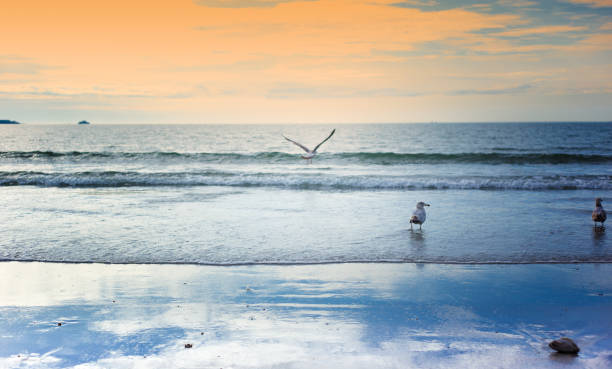 istock Revere Beach, Boston: Seagulls at Shoreline, Orange Sky 2159415524