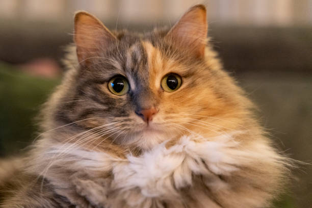 sweet house cat