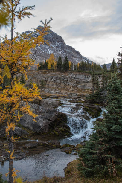 Banff National Park, autumn, fall foliage, wildflowers, changing colors, vibrant, scenic, landscape, natural beauty, waterfalls, alpine, mountains, Canadian Rockies, picturesque, golden hues, red leaves, orange leaves, forest, wilderness, tranquil, serene, crisp air, panoramic, views, breathtaking, nature, outdoors, adventure, hiking, trails, pristine, untouched, majestic, colorful, foliage, reflection, lakes, rivers, scenic drive, wildlife, lush, greenery, fall season, outdoor escape, adventure, alpine meadows, snow-capped peaks, rushing water, cascading, pristine, wilderness, exploration, travel destination parque nacional banff, otoño, follaje otoñal, flores silvestres, colores cambiantes, vibrante, escénico, paisaje, belleza natural, cascadas, alpino, montañas, montañas rocosas canadienses, pintoresco, tonos dorados, hojas rojas, hojas naranjas, bosque