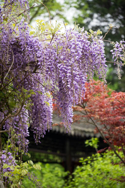 Blooming Chinese wisteria, Yangzhou, China