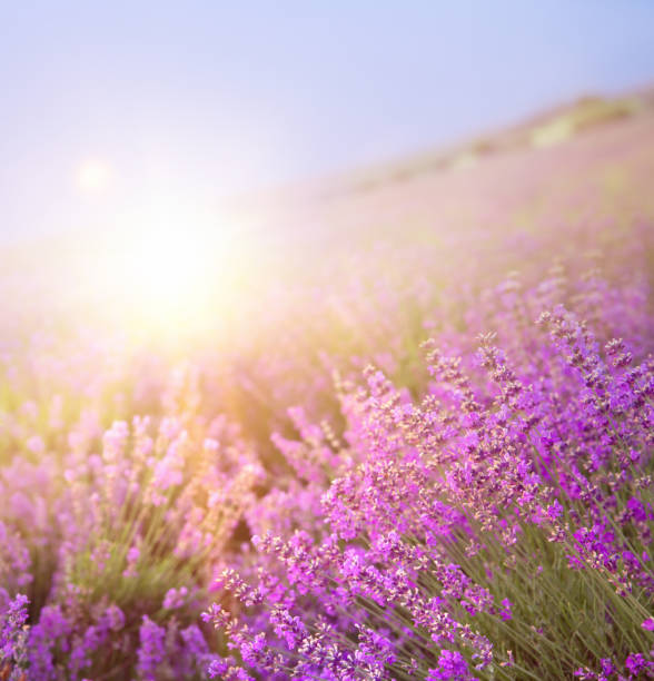 istock Levender bushes. Blossom lavende field 2159418999