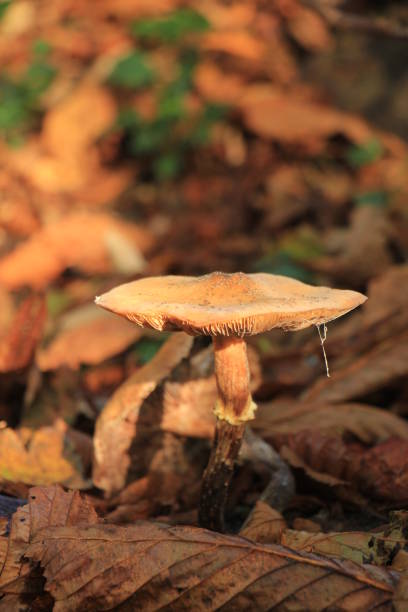 istock Big mushroom in the autumn 2159421542