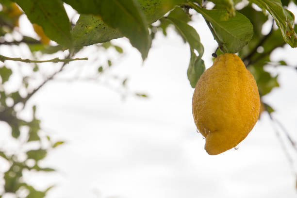 Detail of ripe yellow lemon on tree, organic production.