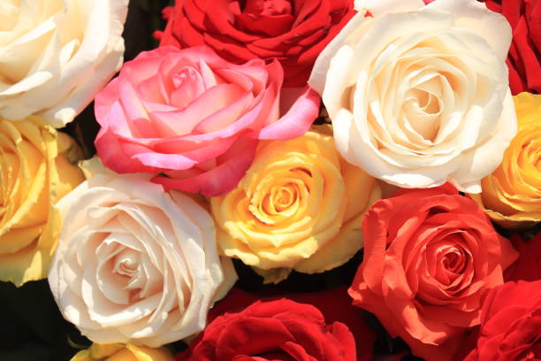 Mixed rose bouquet, big roses in bright colors