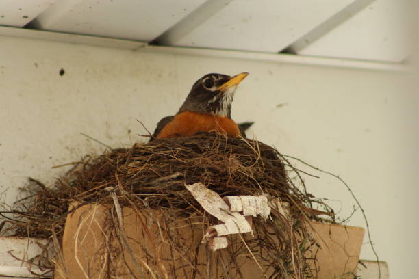 istock Mother Robin Sitting On Nest 2159422428