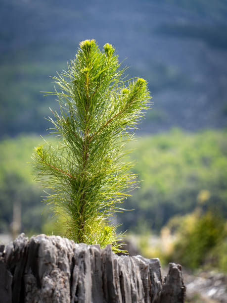 istock Pine sprout in a felled forest 2159424821