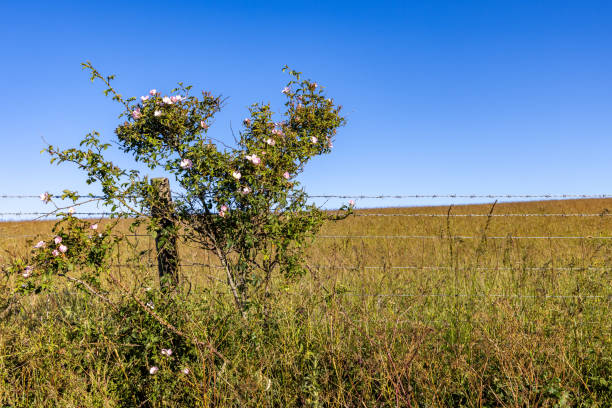 A rose growing against a fence in the Sussex countryside, with a clear blue sky overhead
